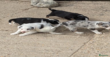 Border Collie dogs - Advert 5