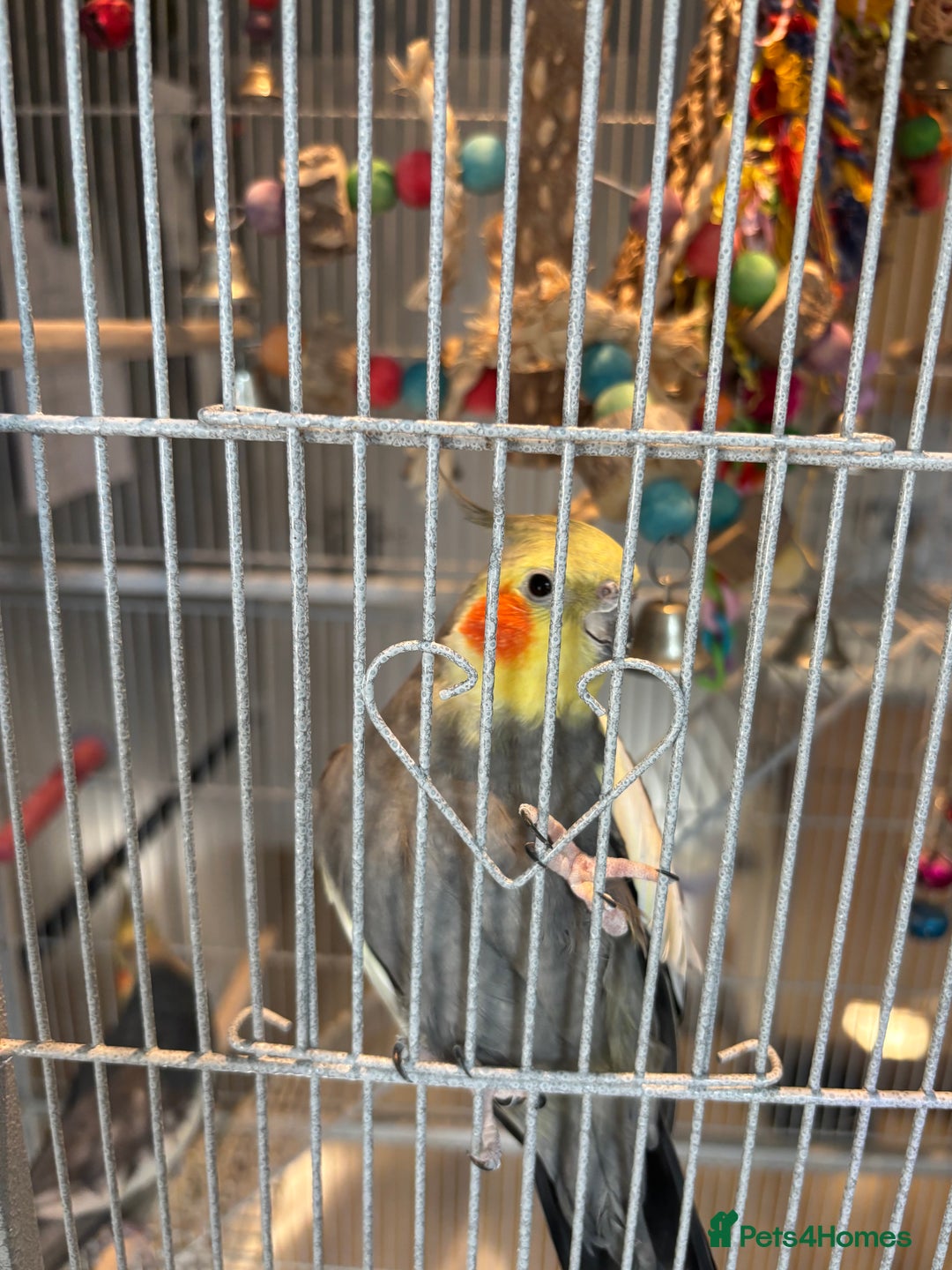 Cockatiels birds for sale: 2 x male cockatiels for sale - Advert 7