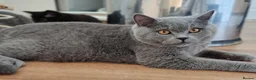 British Shorthair cats for sale: Blue British shorthairs kittens with GCCFpedigree - Advert 4