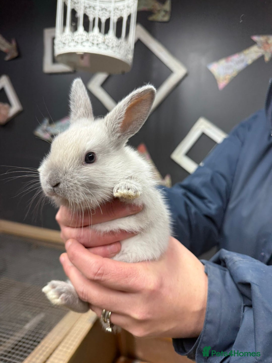 Rex rabbits for sale: 3 gorgeous babies bunny’s  - Advert 6