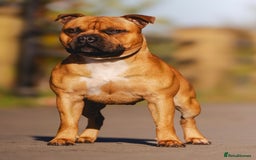 Staffordshire Bull Terrier dogs for stud: 🥨 Top Quality Red SBT Stud 🥨 - Image 6