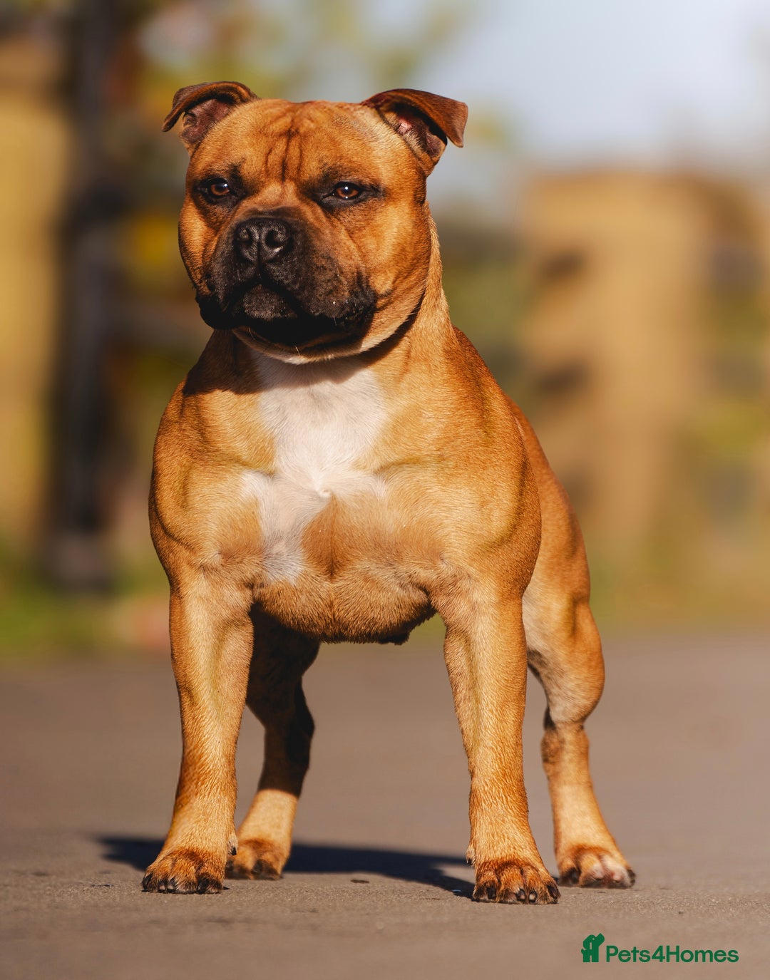 Staffordshire Bull Terrier dogs for stud: 🥨 Top Quality Red SBT Stud 🥨 - Image 6