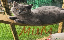 British Shorthair cats for sale: BEAUTIFUL BRITISH SHORT AND LONG HAIR KITTENS - Image 13