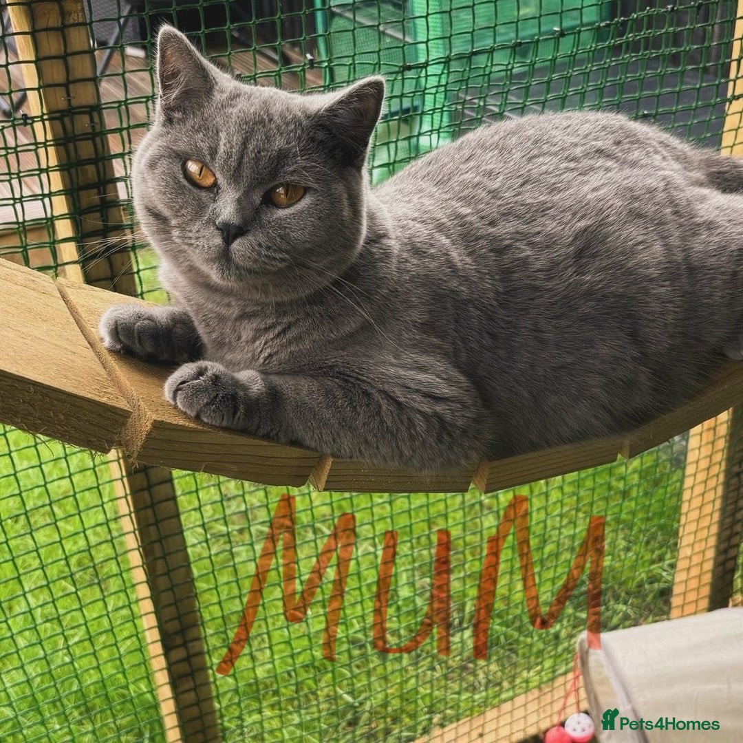 British Shorthair cats for sale: BEAUTIFUL BRITISH SHORT AND LONG HAIR KITTENS - Image 13