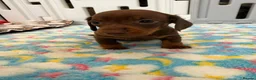 Dachshund dogs for sale: Choc and tan boy in Tilbury - Advert 3