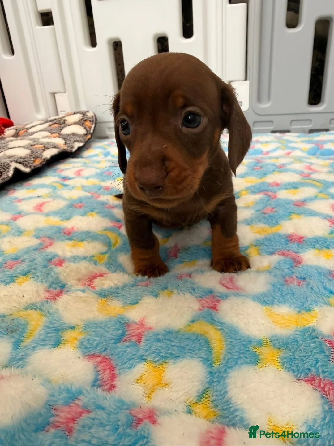 Dachshund dogs for sale: Choc and tan boy in Tilbury - Advert 3