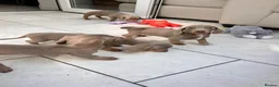 Dachshund dogs for sale: Miniature short hair dachshund  - Advert 6