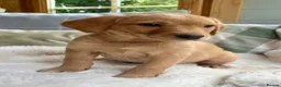 Labrador Retriever dogs for sale: KC reg Labrador , health tested parents  - Advert 11