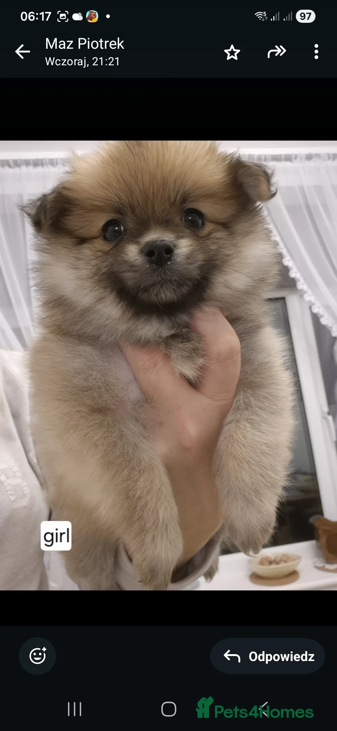 Pomeranian dogs for sale: Puppy pomeranian - Advert 1