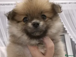 Pomeranian dogs Puppy pomeranian - Advert 2