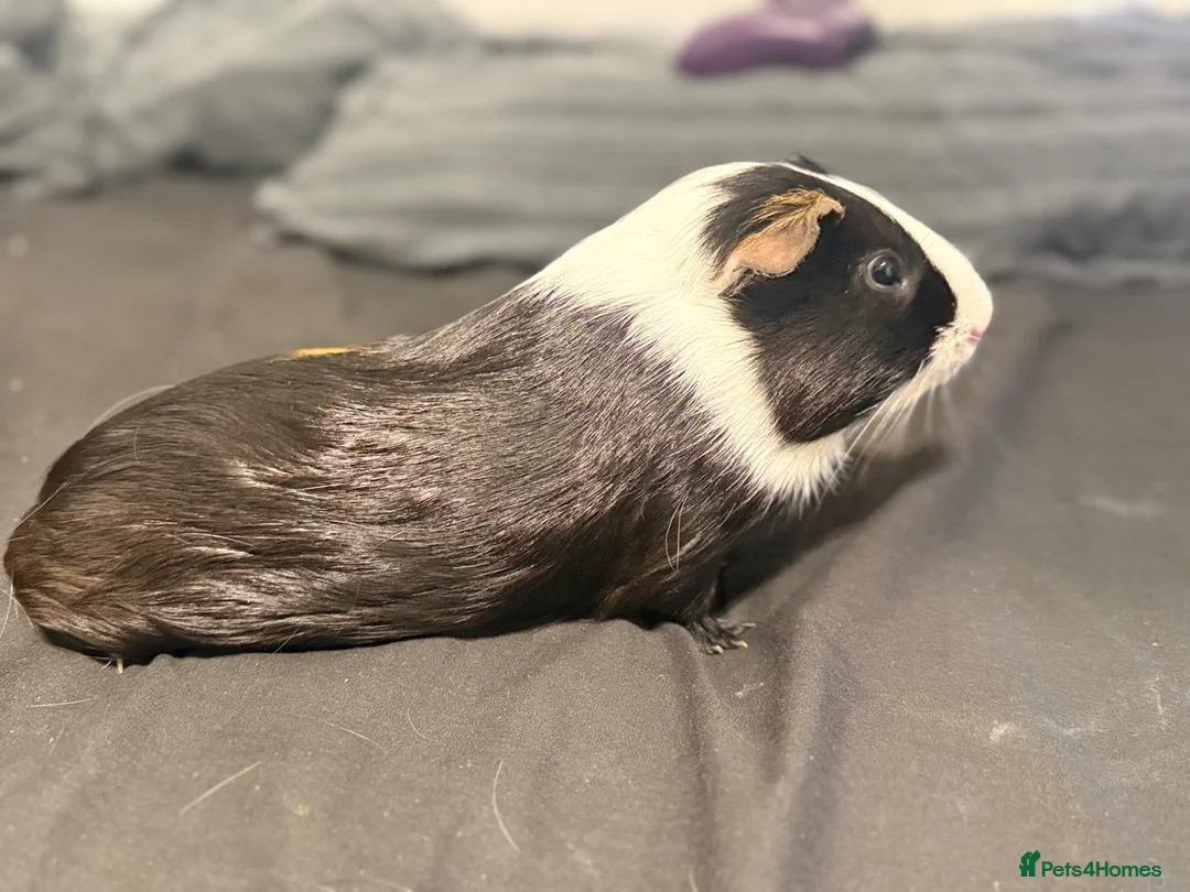 Guinea Pig rodents for sale: Rehoming my loved piggie in Colchester - Advert 1