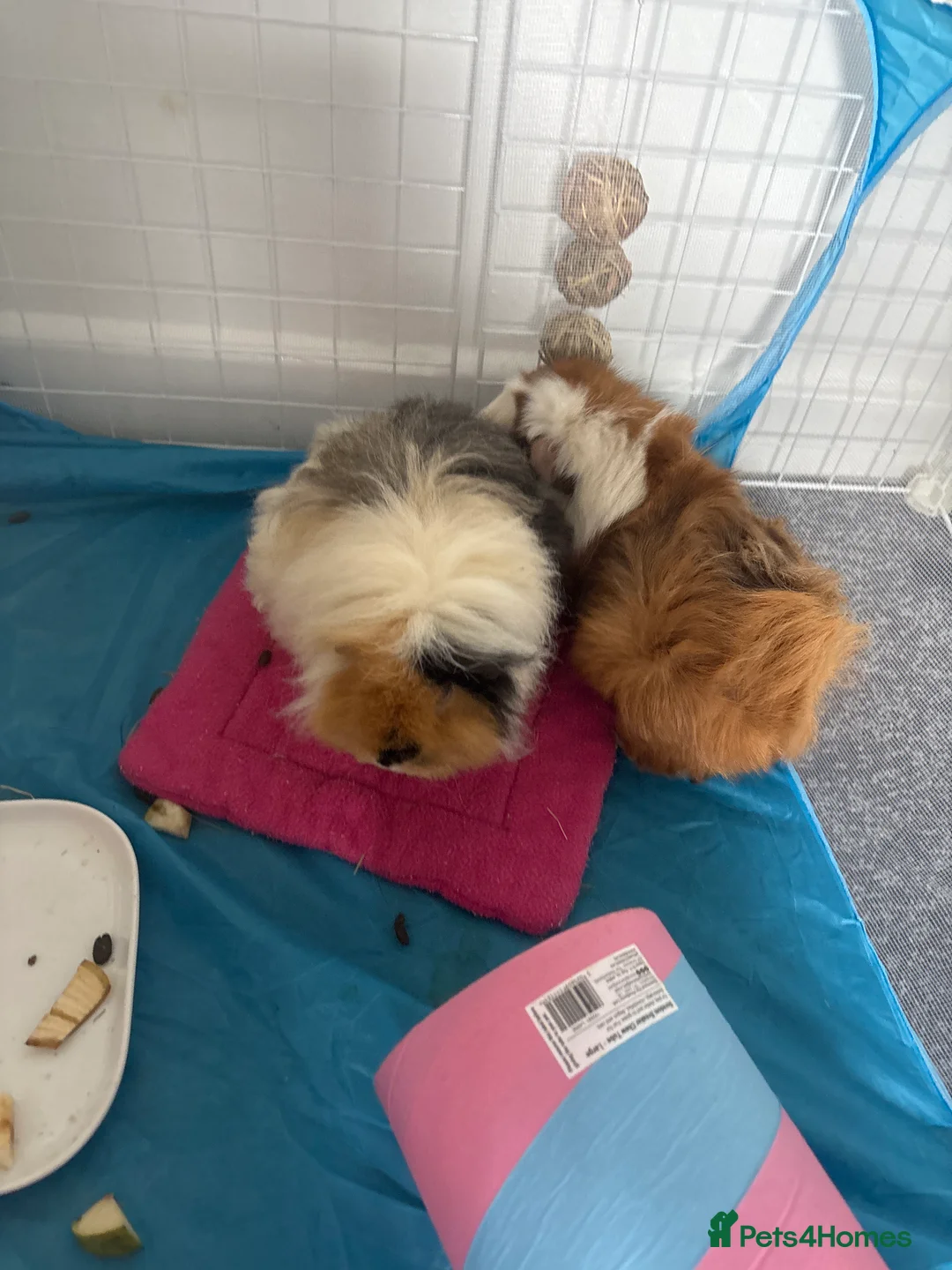 Guinea Pig rodents for sale: Two Bonded Sows - Advert 2