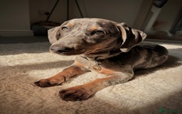 Dachshund dogs for sale: Grey Merle Standard Dachshund  - Image 3