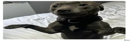Staffordshire Bull Terrier dogs for stud: Athletic loving temperament blue staff stud in London - Advert 3