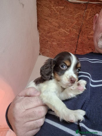 English Springer Spaniel dogs - Advert 10