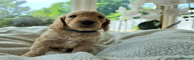 Cockapoo Puppy 2