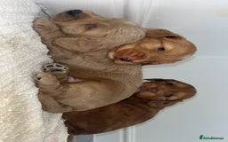 Cockapoo dogs for sale: Cockapoo puppies - Image 6