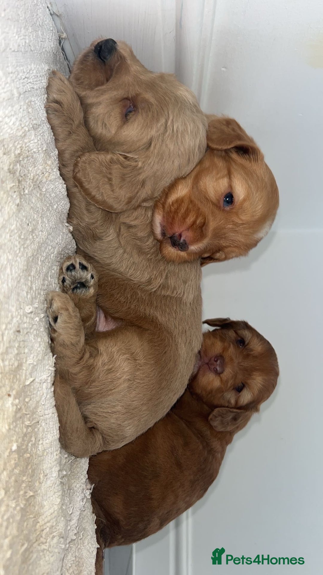 Cockapoo dogs for sale: Cockapoo puppies - Image 6