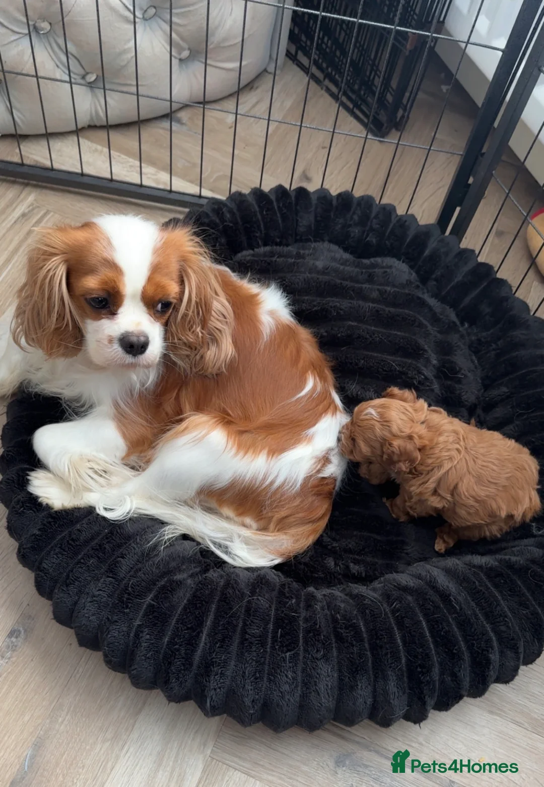 Cavapoo dogs for sale: 💙F1 FULLY HEALTH TESTED CAVAPOO💙Licensed Breeder - Advert 2