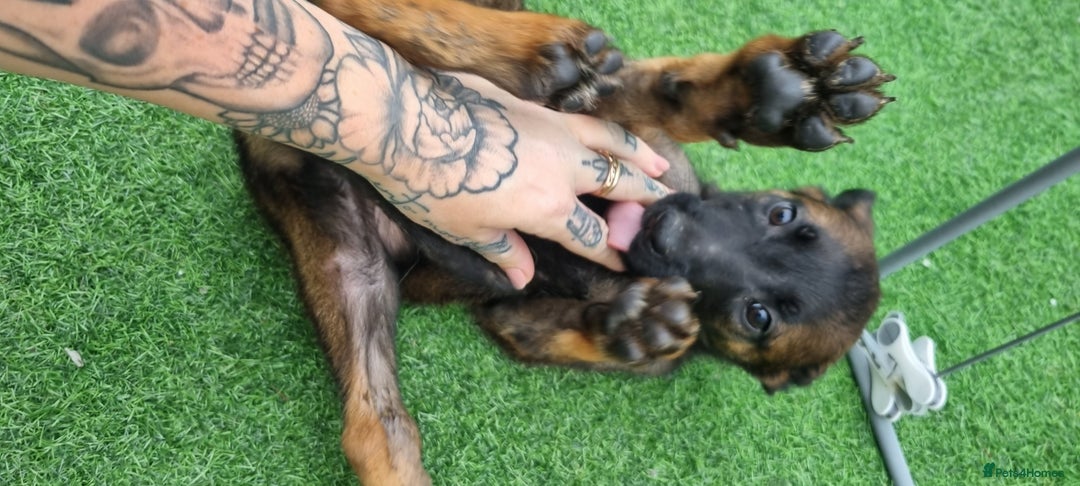 Belgian Shepherd Dog dogs for sale: Belgian malnois x Dutch sheppard puppies - Image 10