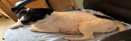 Jack Russell dogs for sale: Traditional Working Jack Russell Terrier Puppies - Advert 5