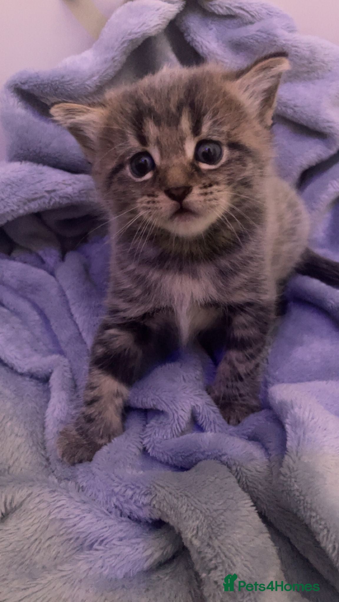 Domestic Shorthair cats 3 gorgeous kittens (1 left) - Advert 8