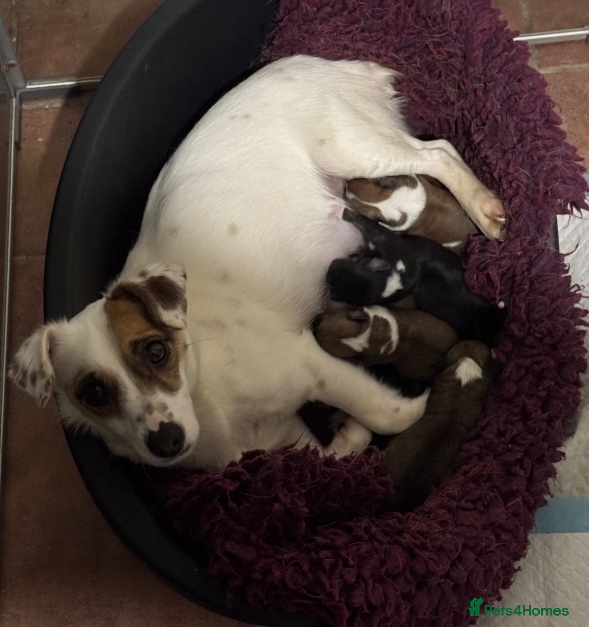 Jack Russell dogs Stunning Rare Coloured Jack Russell Puppies - Advert 1