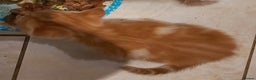Mixed Breed cats for sale: 1 white, ginger and caramac kitten  - Advert 10