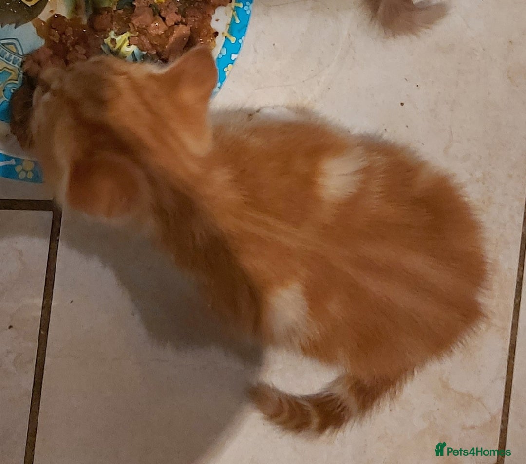 Mixed Breed cats for sale: 1 white, ginger and caramac kitten  - Advert 10