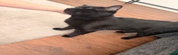 Domestic Shorthair cats for sale: Black male cat in Leigh - Advert 3