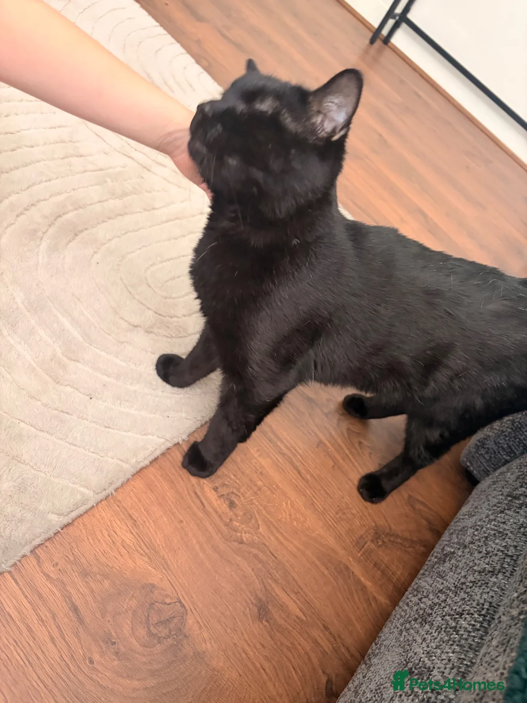 Domestic Shorthair cats for sale: Black male cat in Leigh - Advert 3