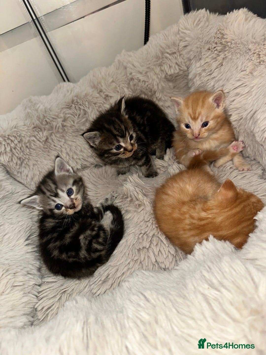 Maine Coon cats for sale: 5 MAINE COON X BABIES FOR SALE  - Advert 31