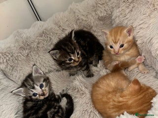 Maine Coon cats UPDATE* 4***. 5 MAINE COON X BABIES FOR SALE - Advert 3