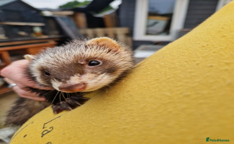 Ferret rodents - Advert 1