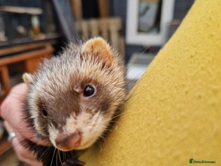 Ferret rodents - Advert 3