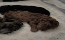 Goldendoodle dogs for sale: F1B Goldendoodle Puppies – Merle & Black – Essex - Image 8