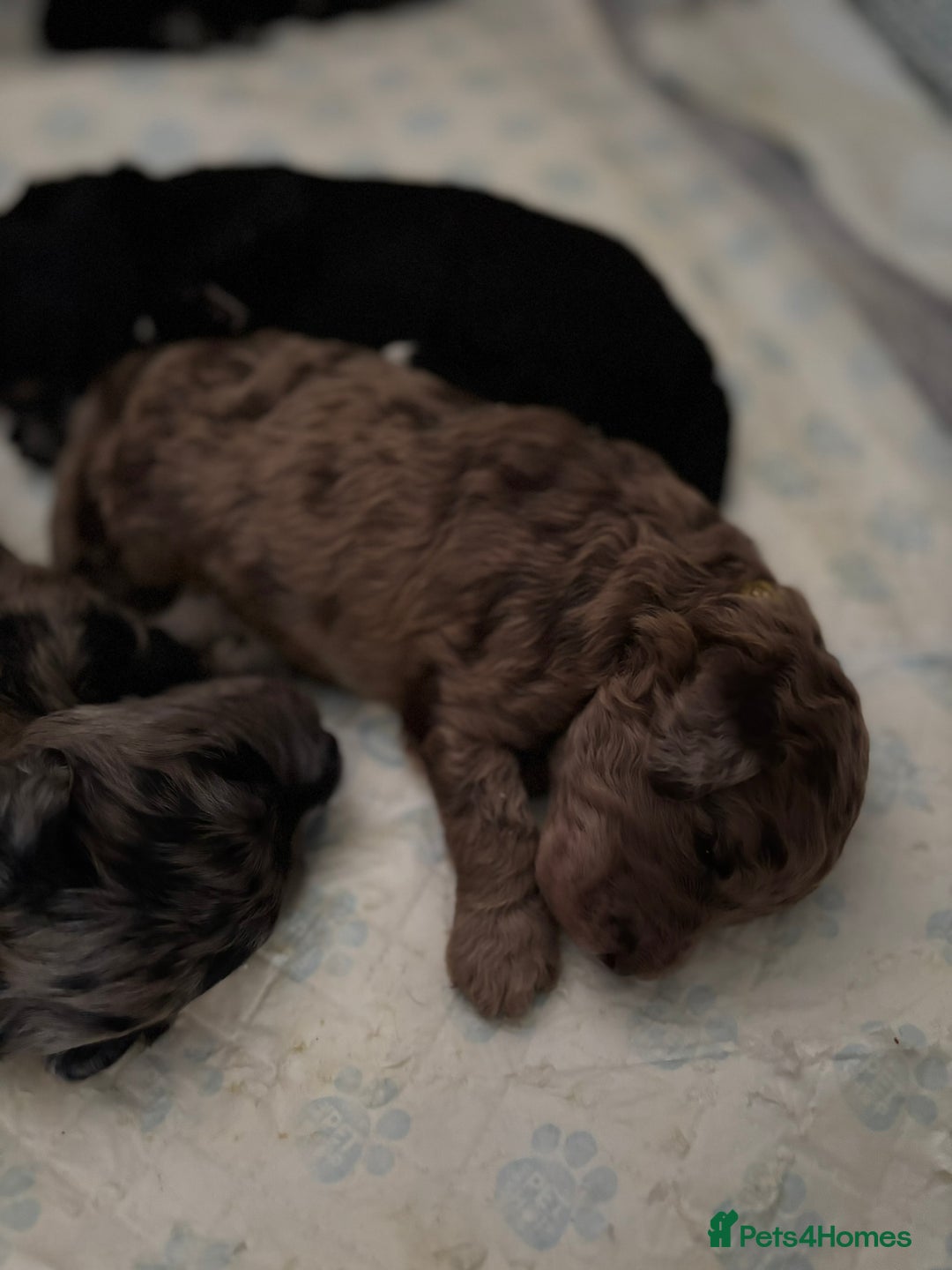 Goldendoodle dogs for sale: F1B Goldendoodle Puppies – Merle & Black – Essex - Image 8