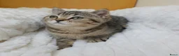 British Shorthair cats for sale: Golden Tabby Kittens  - Advert 32