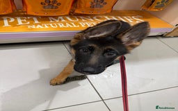 German Shepherd dogs for sale: Female German Shepherd Pup - Image 3