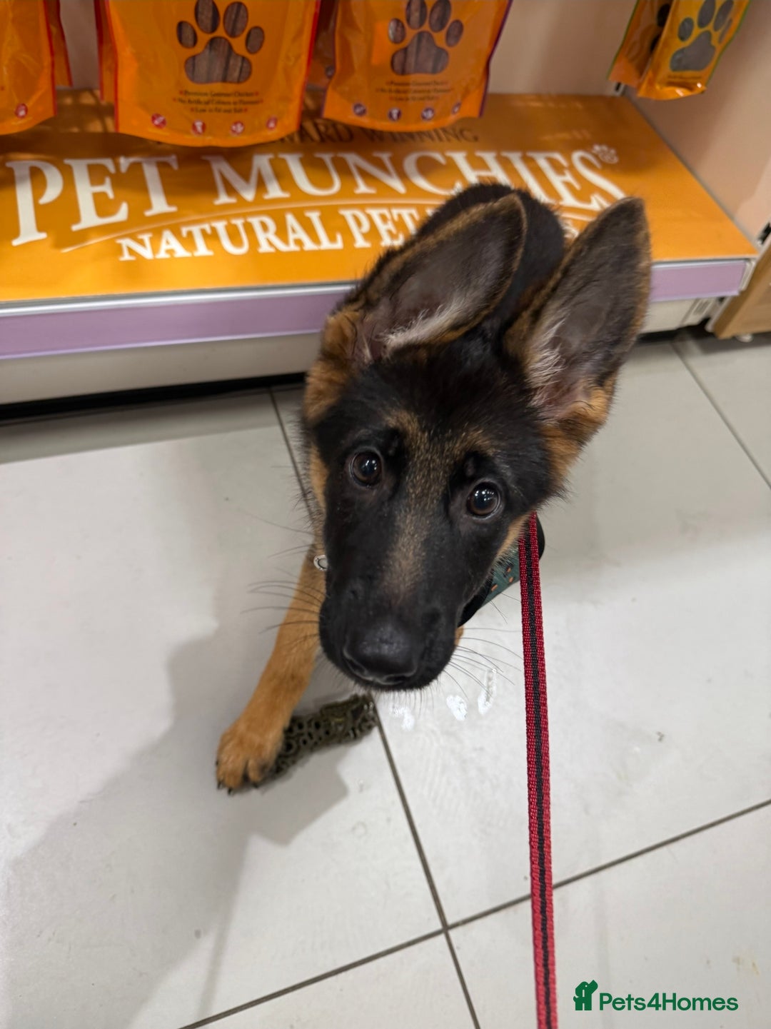 German Shepherd dogs for sale: Female German Shepherd Pup - Image 3