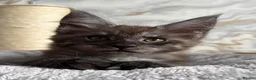 Maine Coon cats for sale: Stunning Maine Coon Kittens TICA Registered - Advert 17