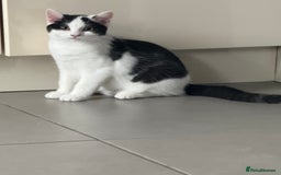 Mixed Breed cats for sale: British shorthair 5 mix kittens  - Image 24