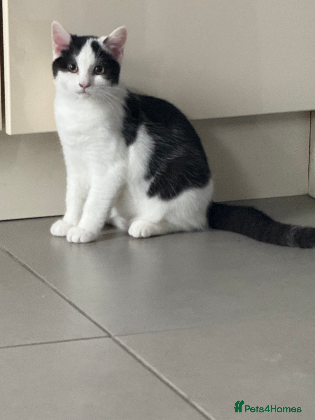 Mixed Breed cats for sale: British shorthair 5 mix kittens  - Image 24