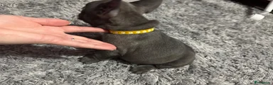 French Bulldog Puppy 4. Holly