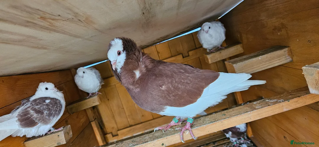 Pigeons birds for sale: Two capuchine  in Lincoln - Advert 1