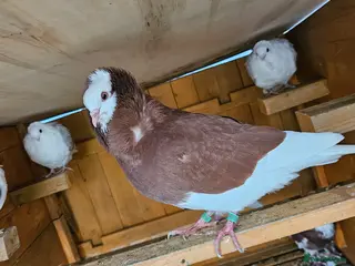 Pigeons birds Two capuchine - Advert 4