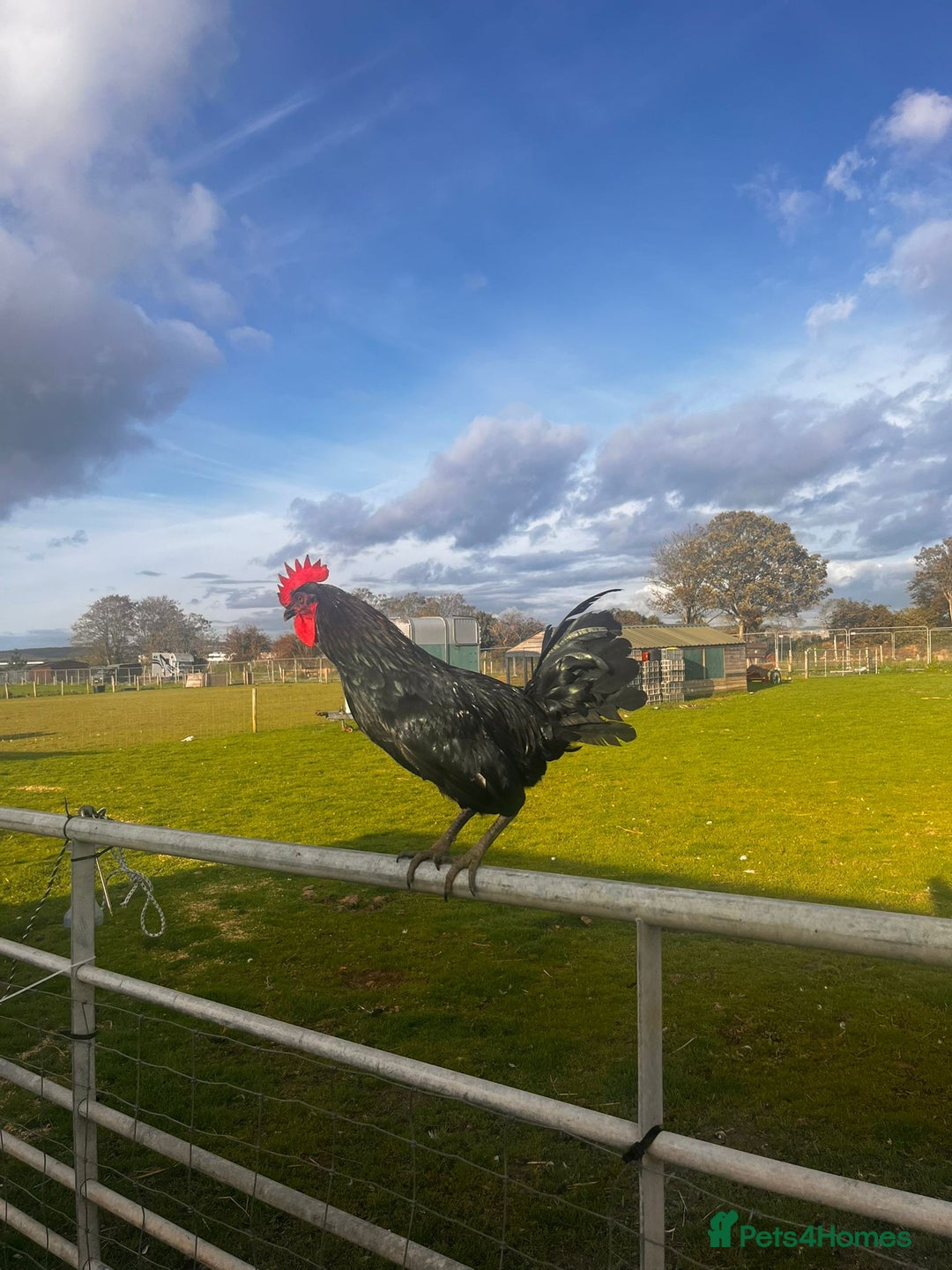 Chickens poultry for sale:  Cockerels ready for new homes from a rescue  - Image 2