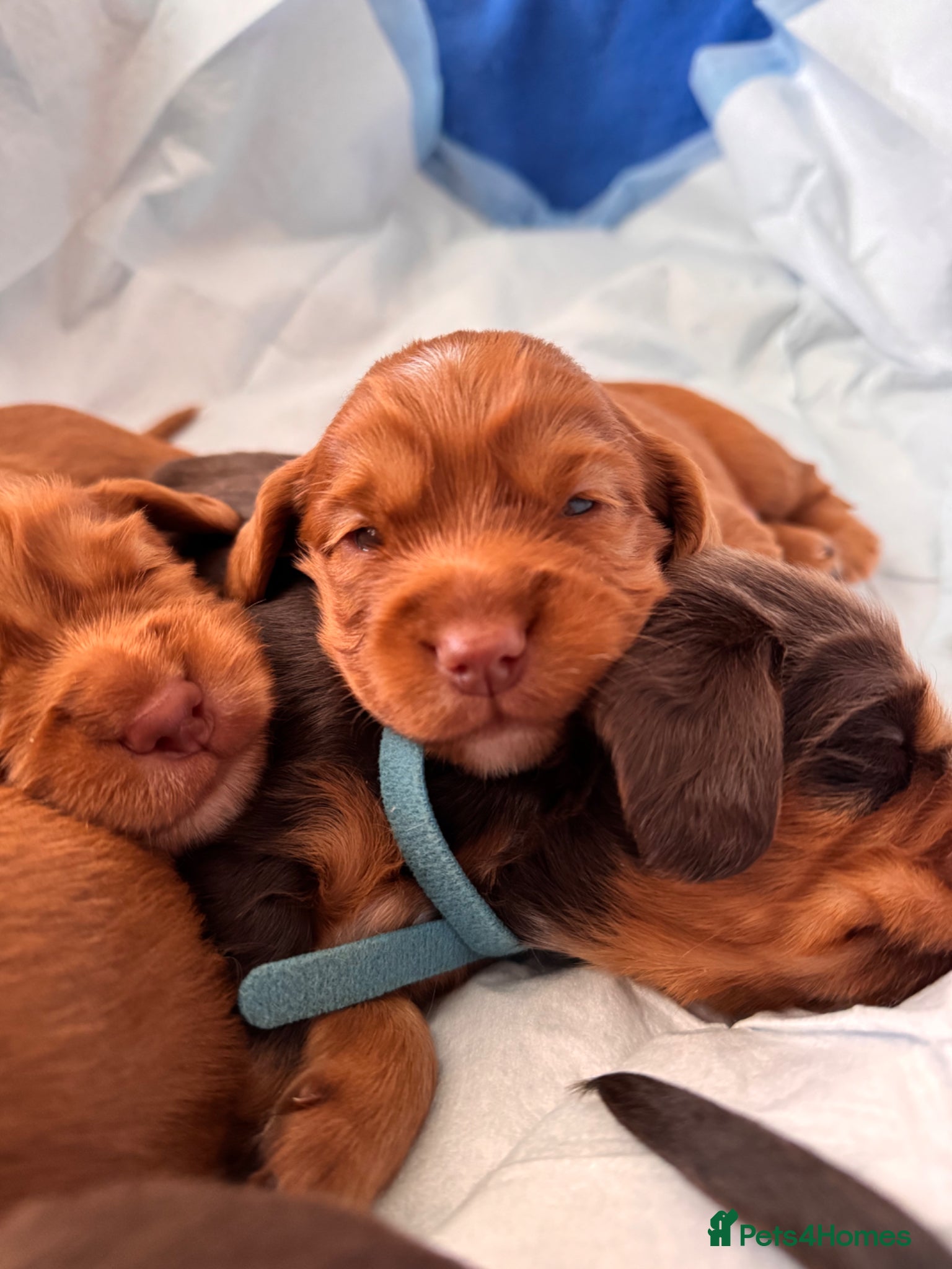 Cocker Spaniel dogs for sale:  Cocker Spaniel Puppies – KC Registered - Advert 1