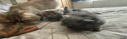 Persian cats for sale: Blue Persian kittens - Advert 15