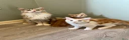 Maine Coon cats for sale: GCCF pedigree Male Maine Coon kittens  - Advert 10